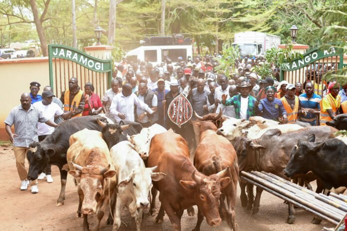 bulls presented at opodo farm
