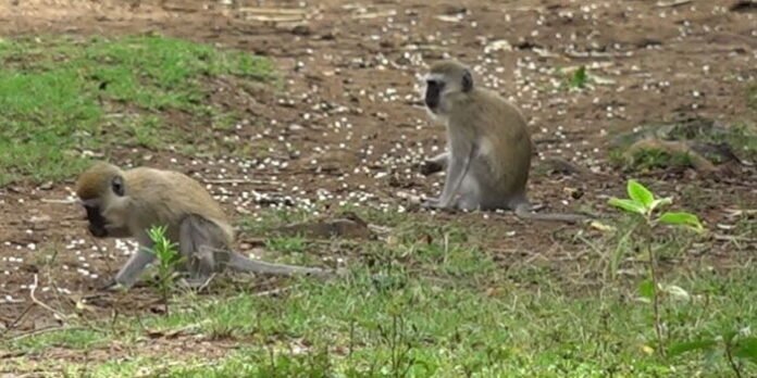 monkeys-eating-maize-grains