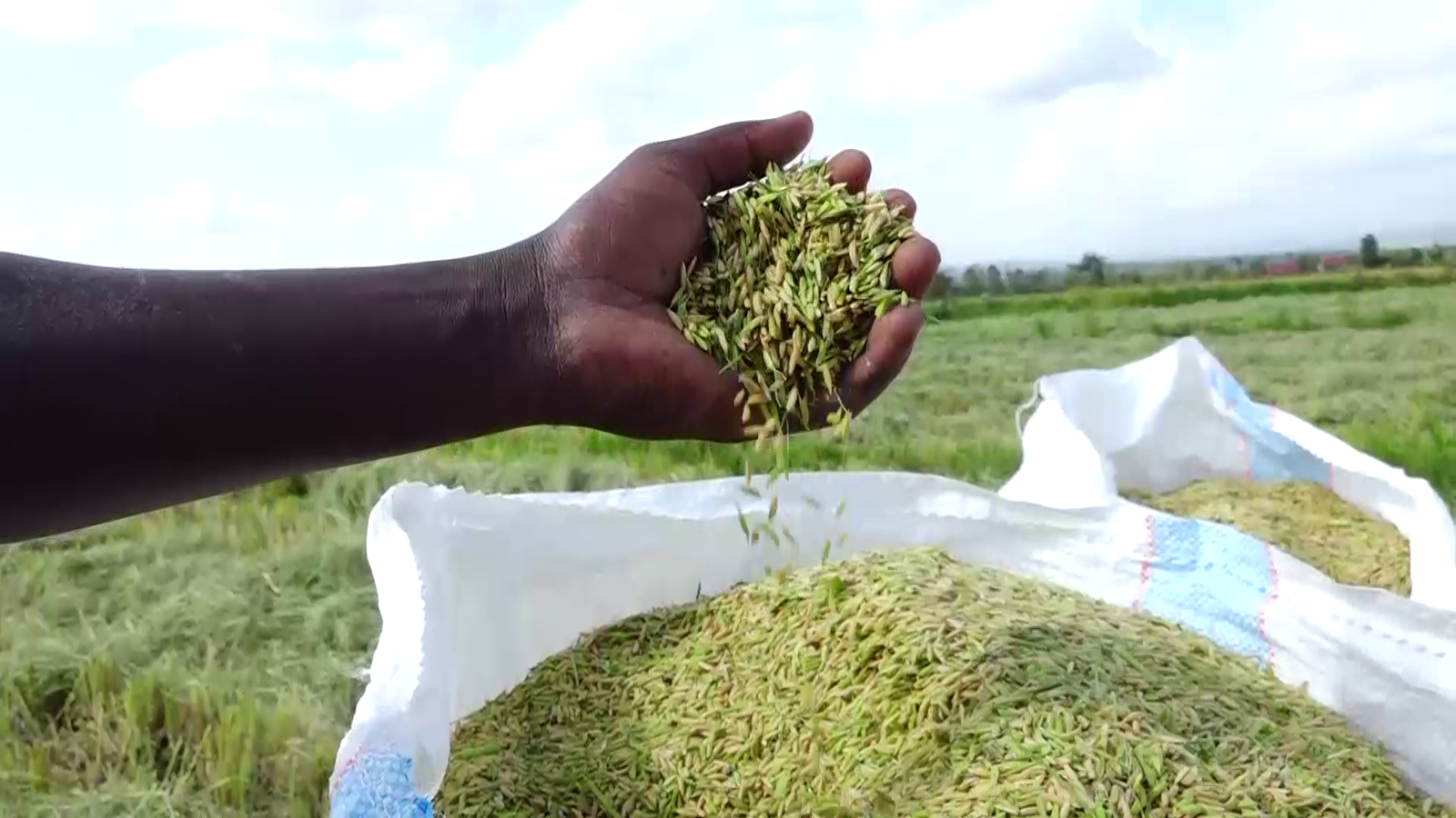 Government Confirms All Locally Produced Rice Bought and Paid for ...