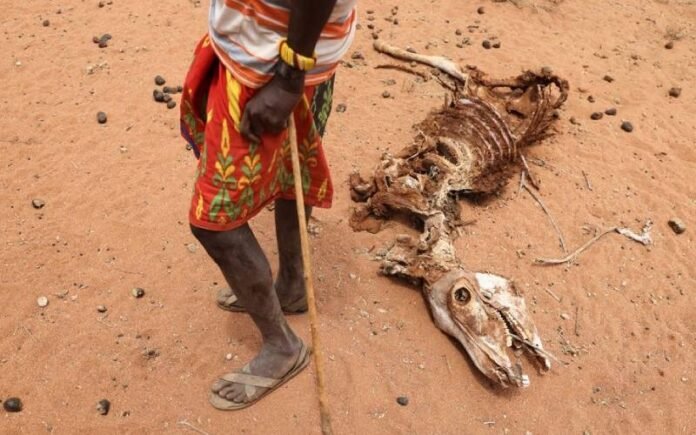 BeFunky-photo (25) A herds man stand next to a carcass of his donkey in Marsabit.