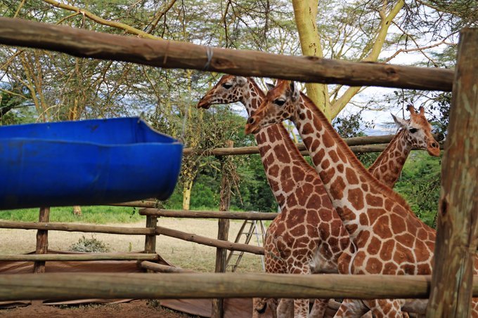 G_K6wTtXgAAFSJu Kenya Wildlife Service successfully completed the translocation of three young Rothschild giraffes from Soysambu Conservancy, Naivasha, to the Giraffe Centre in Nairobi.