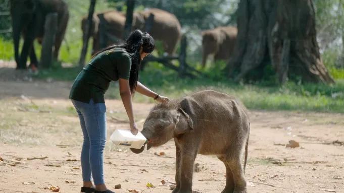 GettyImages-1219813829 A staff feeds milk to a baby elephant as she touches its head at the Elephant Transit Home on April 1, 2019 in Udawalawe, Sri Lanka.