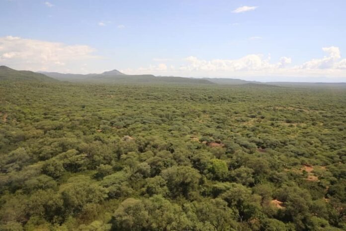 Kenya Forest Service officers patrol Makutani Forest in Baringo County, removing illegal structures and preventing land grabbing within the gazetted forest. Kenya Forest Service officers patrol Makutani Forest in Baringo County, removing illegal structures and preventing land grabbing within the gazetted forest. Photo: KFS