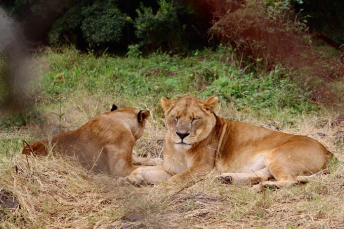 Lionesses at the Nairobi National Park, Kenya