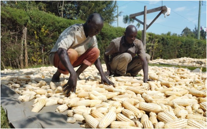 Maize farmers in Kakamega County look out at their produce. 