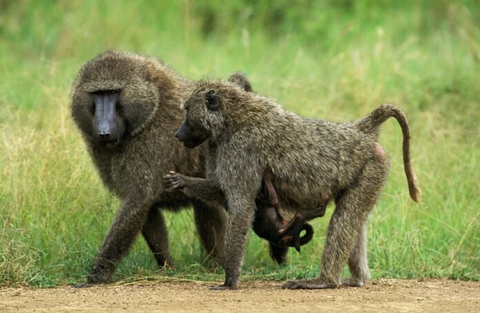 Olive-baboons-scaled
