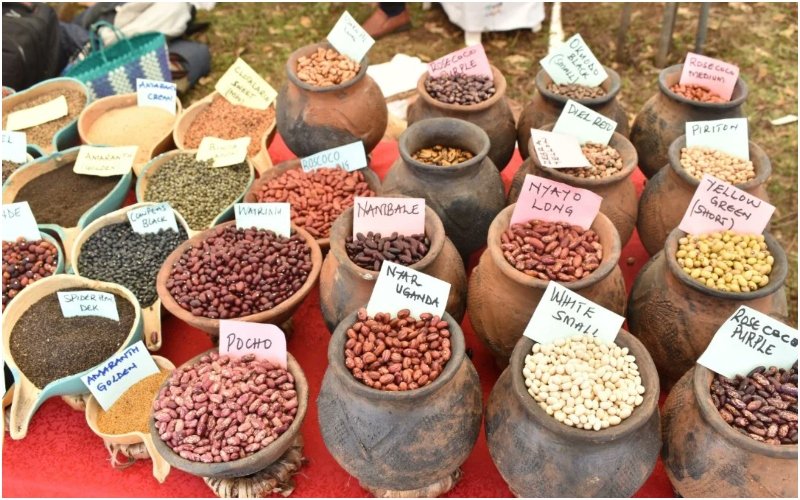 Some of Kenya's indigenous seeds at the Nyando Seed Bank. Photo_BIBA Kenya