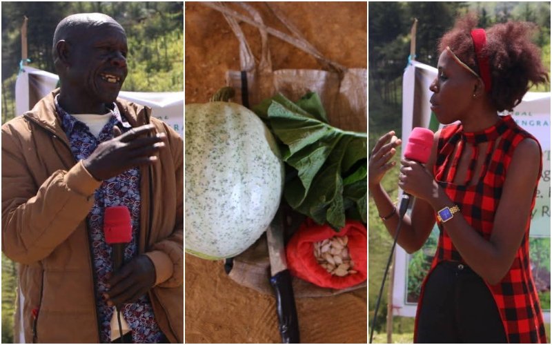 The Sengwer are embracing traditional varieties that are more resilient. Photo_Dennis Lubanga