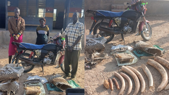 Three suspects have been arrested in Lokichar, Turkana County, after KWS officers recovered 42kg of elephant ivory and leopard and python skins