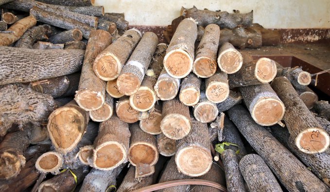 HAUvPTpXYAAWTzX Kenya Forest Service promotes Melia timber in Kitui as a sustainable alternative to mahogany, targeting furniture makers and traders amid forest conservation efforts.