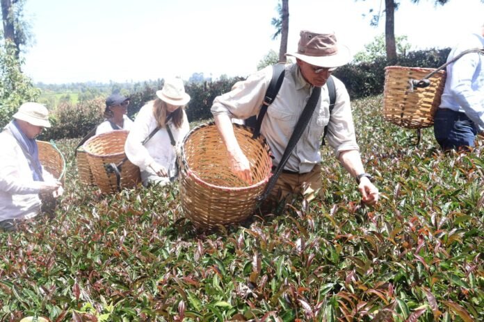 IMG_5807 German delegation tours Gatura Greens purple tea farm in Gatanga, Murang’a County, during a familiarisation visit to Kenya’s orthodox tea industry.