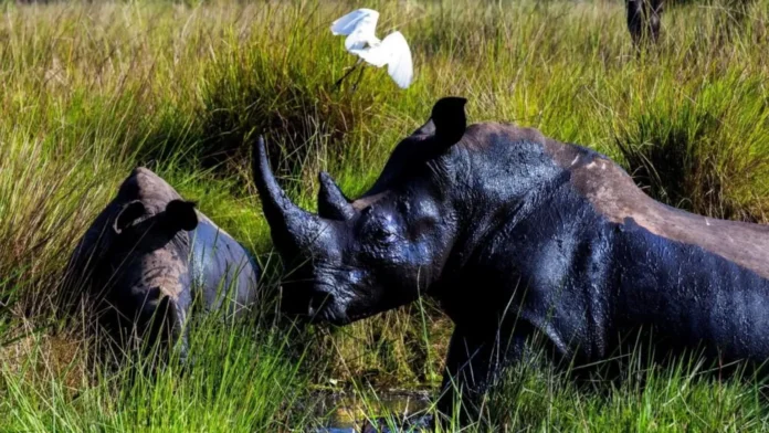 Rhinos in Uganda The northern white rhino was last seen in the wild in Uganda in 1983