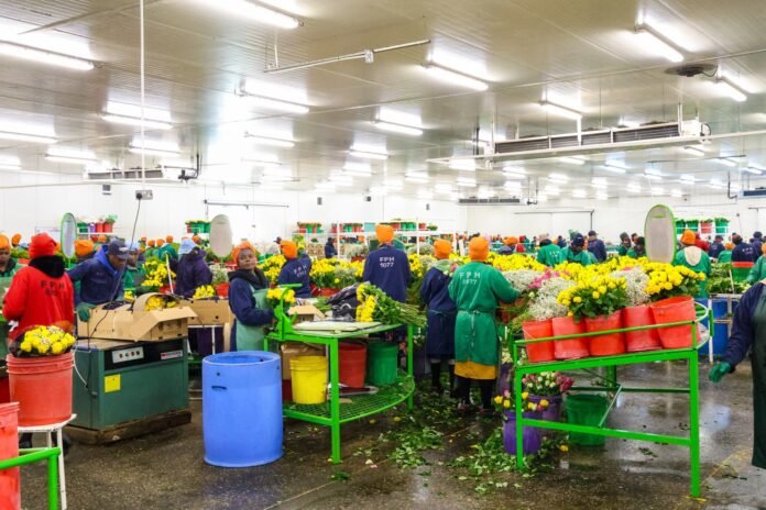 Kenya flowers Kenya’s floriculture sector aims to expand production and diversify export markets, boosting revenue and creating thousands of new jobs in the coming decade. Image/ Courtesy
