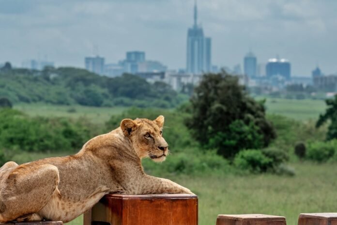 Nairobi National Park Part of Nairobi National Park forest under threat as authorities plan to excise 76 acres for the Bomas expansion project.