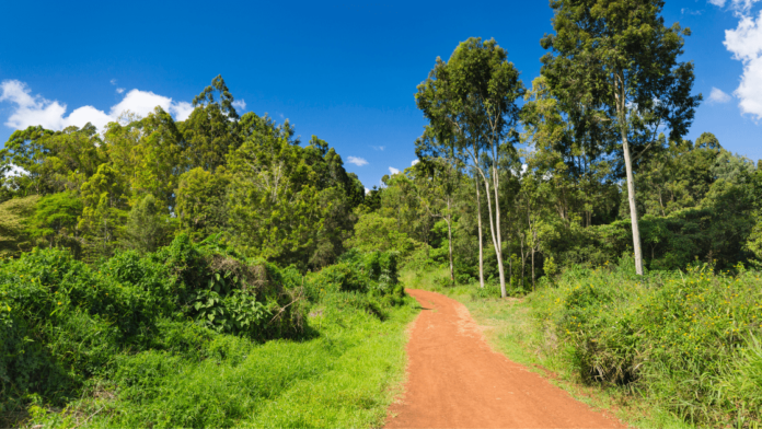 Karura-Forest-Nairobi International Day of Forests 2026