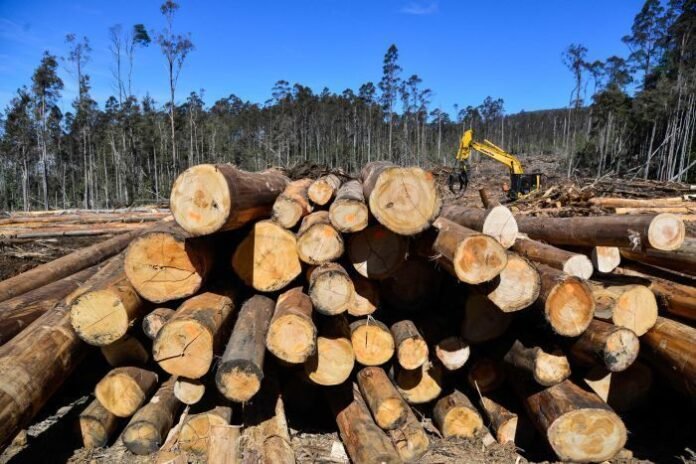 logging KFS starts harvesting mature trees in Iveti and Muumandu forests, says move supports replanting and timber industry.