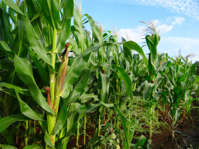 Maize plantation:Kenya introduces Sh2 billion maize seed subsidy, Kenya introduces Sh2 billion maize seed subsidy, cutting prices to boost production and ease costs for farmers ahead of planting season.
