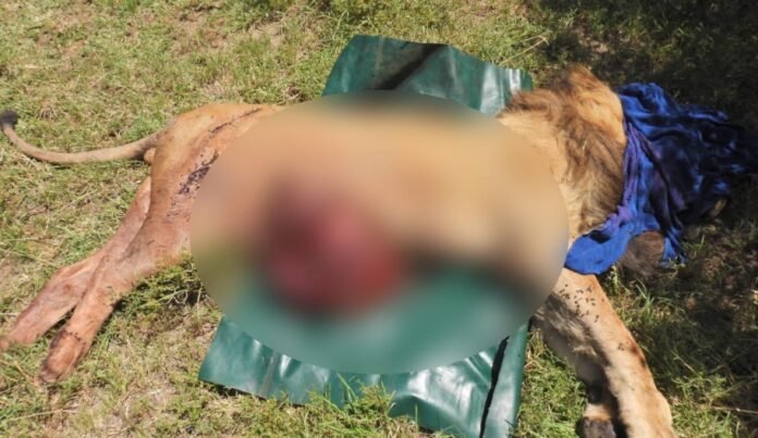 Kinimati 1 KWS Confirms Death of Lion 'Kiminati' After Hippo Attack in Maasai Mara