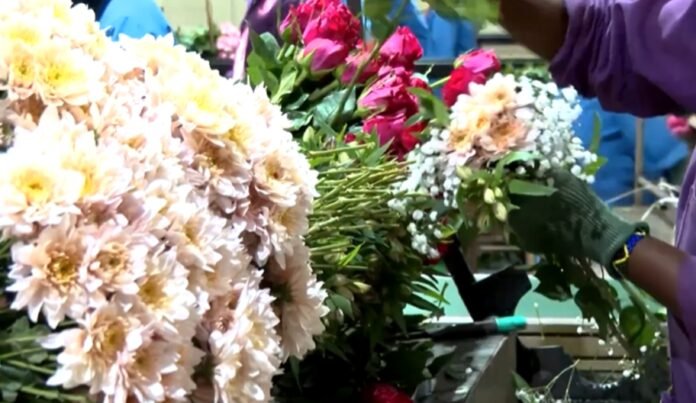 blooms Flower Industry Dumps Millions of Stems as Freight Costs Burden Exporters