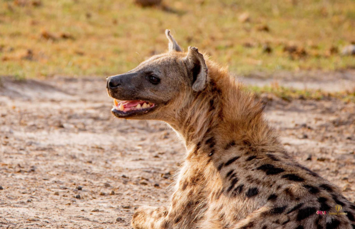 KWS Warns Public After Hyena Killed and Consumed in Thika KWS warns Thika residents against consuming hyena meat after the animal was killed and slaughtered, citing risks of rabies, anthrax and other diseases.
