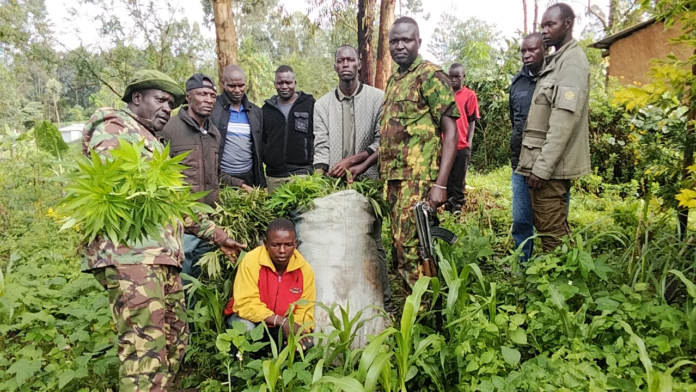 image NACADA and police uproot bhang in Trans Nzoia raid, arrest suspect as authorities intensify crackdown on drug trafficking during school holidays.