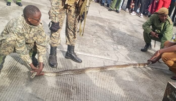 python Bus Crew Arrested After Live Python Found at Namanga Border