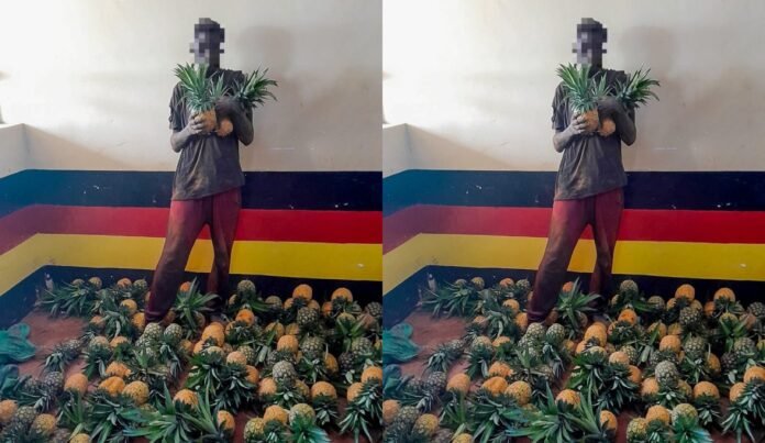 Suspect Arrested, 103 Pineapples Recovered in Del Monte Farm Theft