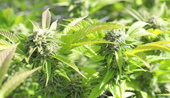 cannabis High Court to Rule on Bhang Petition on May 28