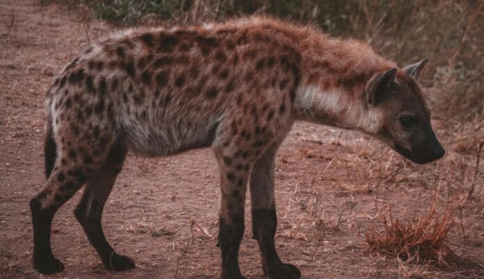 KWS Issues Alert After Hyena Sightings in Syokimau