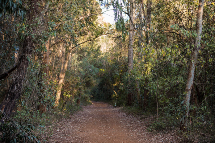 image The Green Belt Movement has opposed proposed changes to Kenya’s forest law, warning they could open public forests to roads and commercial projects.