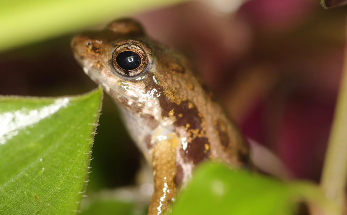 Rare Ghanaian frogs moved to London Zoo as conservationists race to save the critically endangered species from habitat destruction.