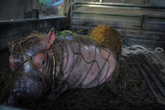 image KWS rescues a month-old orphaned hippo in Naivasha after its mother’s death. Calf moved to Sheldrick Wildlife Trust for specialised care.