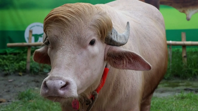 Viral ‘Donald Trump’ Buffalo Spared From Eid Sacrifice A rare albino buffalo nicknamed “Donald Trump” has been spared from Eid sacrifice in Bangladesh after viral videos sparked nationwide attention.
