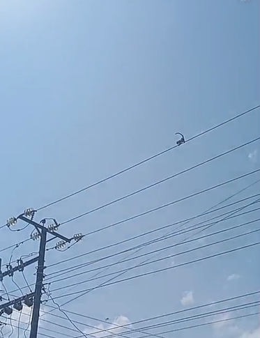 Nakuru monkey rescue operation KWS and Kenya Power rescue a young vervet monkey stranded on a power line in Nakuru, reuniting it with its troop after a risky operation.