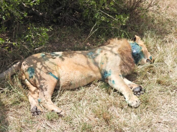 KWS rescues injured lion Kenya Wildlife Service has treated an injured male lion known as 'Half Tail' in the Maasai Mara after wounds sustained during a failed buffalo hunt and a territorial fight.