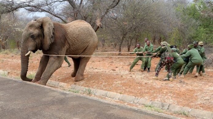KWS has launched a six-day operation to relocate five elephants from Mwea to reduce human-wildlife conflict and protect farming communities in Kamburu and Kivaa.