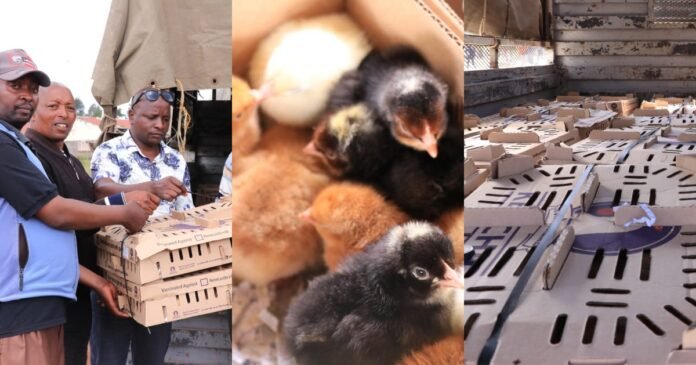 Ol Kalou Gets 3,000 Chicks as IEBC Warns on Vote Buying