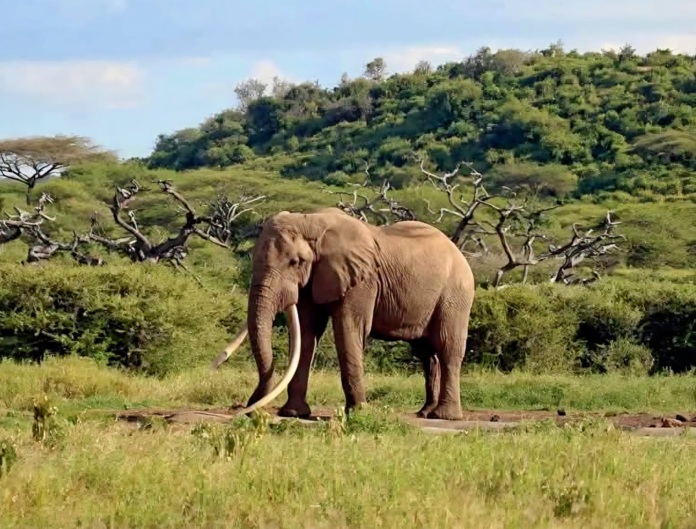 One Ton Tusk dies Kenya Wildlife Service has announced the death of One Ton Tusk, one of Kenya's iconic giant tusker elephants from the Amboseli–Tsavo ecosystem.