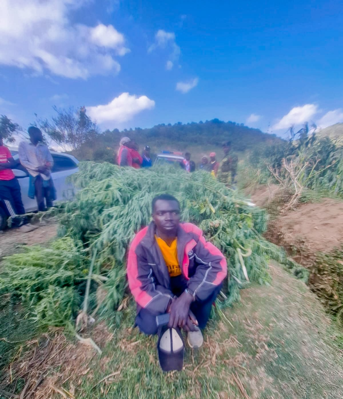 hidden cannabis plantation Nakuru Police have arrested one suspect after discovering a suspected cannabis plantation concealed within a maize farm in Nakuru County during an intelligence-led operation.
