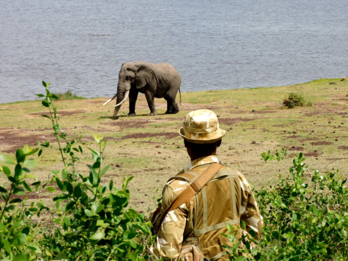 KWS says preliminary tests have detected a possible toxic substance in elephants that died in the Amboseli ecosystem, with investigations continuing to establish the cause of the deaths.