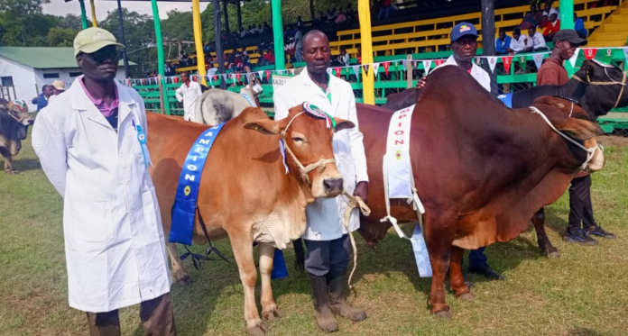KALRO Nakuru ASK awards KALRO has won top awards at the Nakuru ASK Show, including Best Research Stand and champion livestock titles, highlighting its role in agricultural innovation.